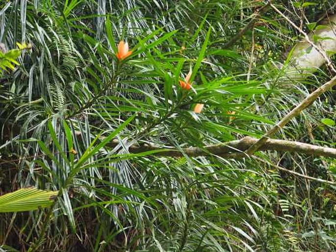 Freycinetia cumingiana