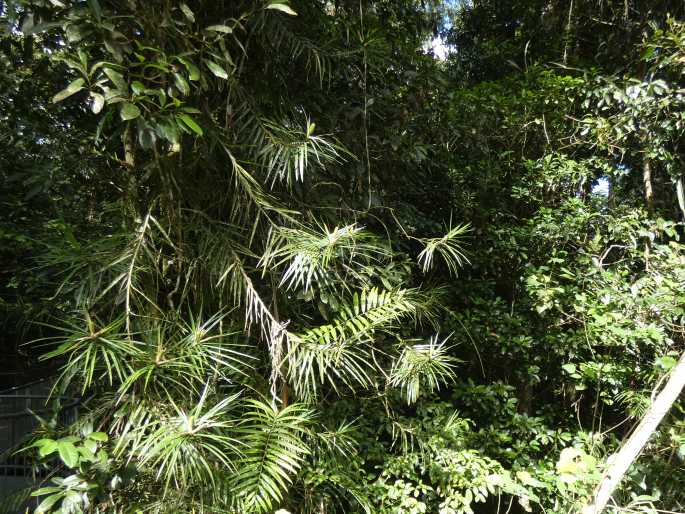 Freycinetia excelsa