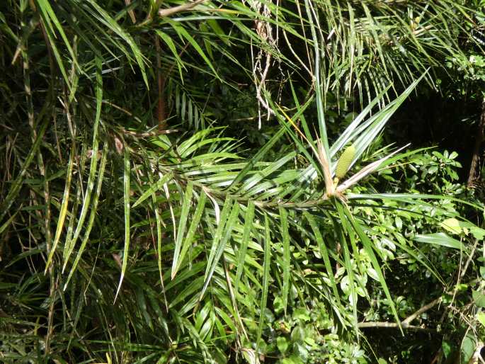 Freycinetia excelsa