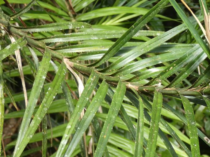 Freycinetia excelsa