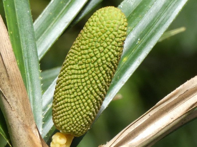 Freycinetia excelsa