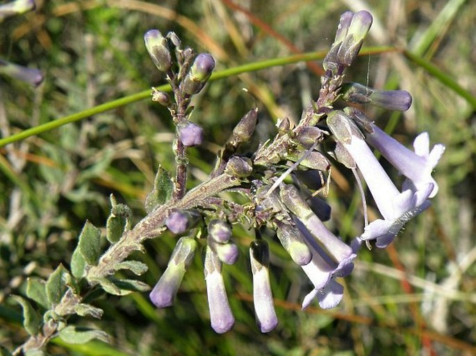 FREYLINIA UNDULATA (L. f.) Benth.