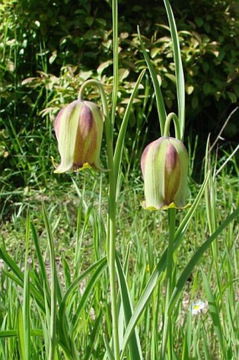 Fritillaria acmopetala