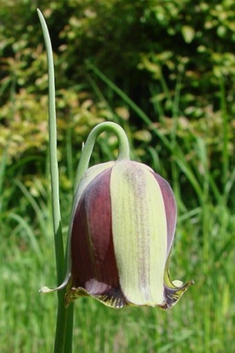 Fritillaria acmopetala