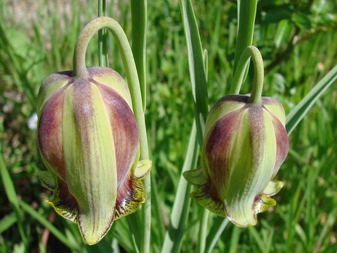 Fritillaria acmopetala