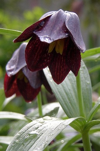 Fritillaria camschatcensis