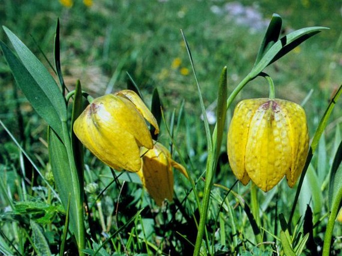 FRITILLARIA COLLINA Adam – řebčík / korunkovka