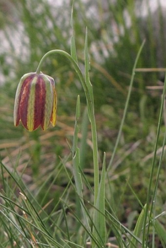 Fritillaria graeca subsp. thessala