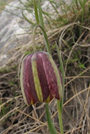 Fritillaria graeca subsp. thessala