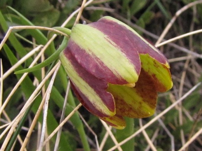 FRITILLARIA GRAECA subsp. THESSALA (Boiss.) Rix – řebčík / korunkovka