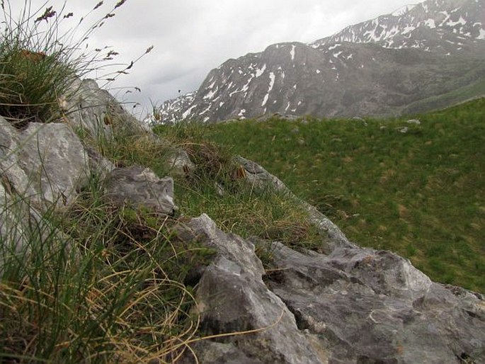 Fritillaria graeca