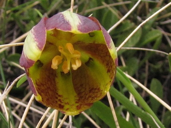 Fritillaria graeca subsp. thessala