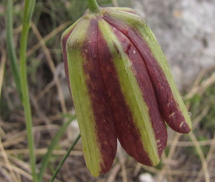 Fritillaria graeca subsp. thessala