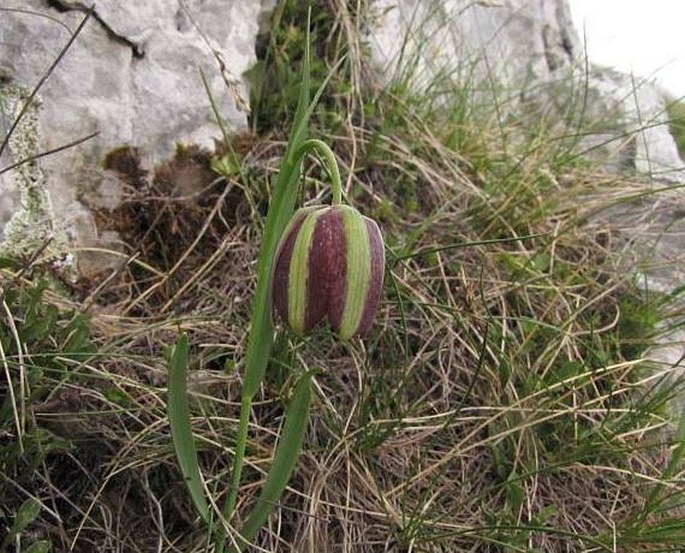 Fritillaria graeca subsp. thessala