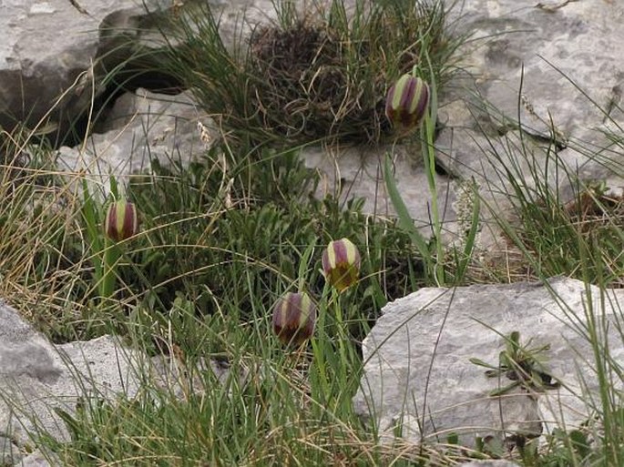 Fritillaria graeca subsp. thessala