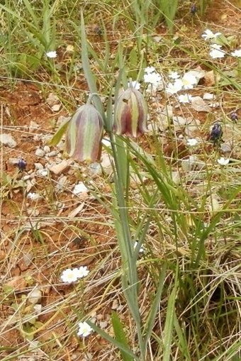 Fritillaria messanensis