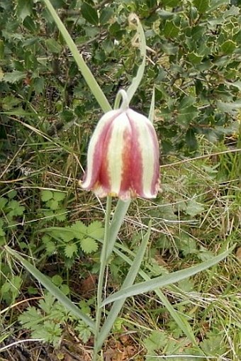 Fritillaria messanensis