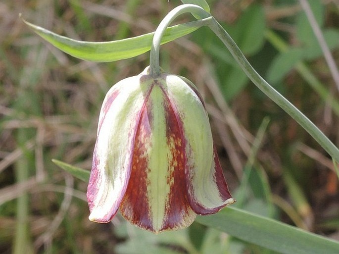 FRITILLARIA MESSANENSIS  Raf. – řebčík / korunkovka