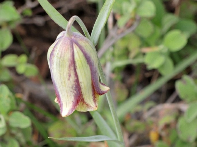 Fritillaria messanensis