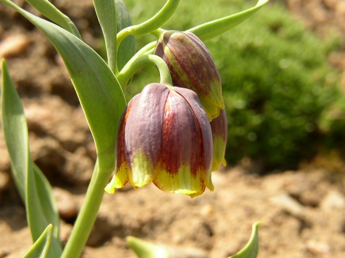 Fritillaria michailovskyi