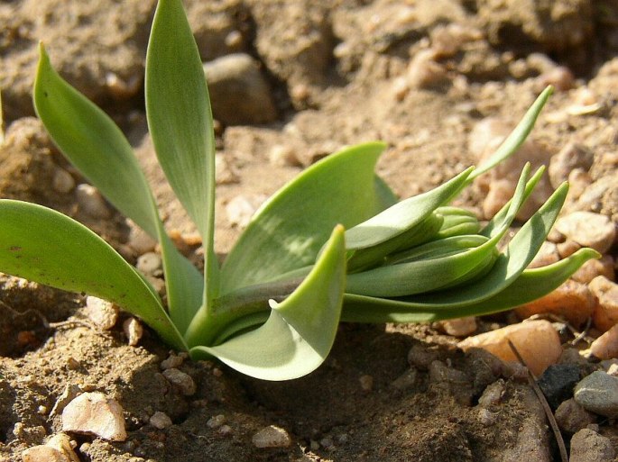 Fritillaria michailovskyi