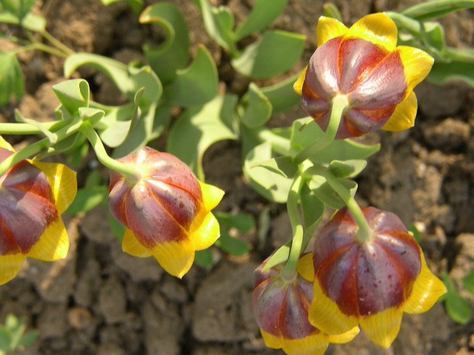 Fritillaria michailovskyi