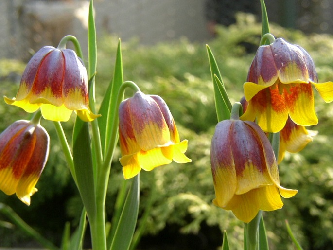 Fritillaria michailovskyi