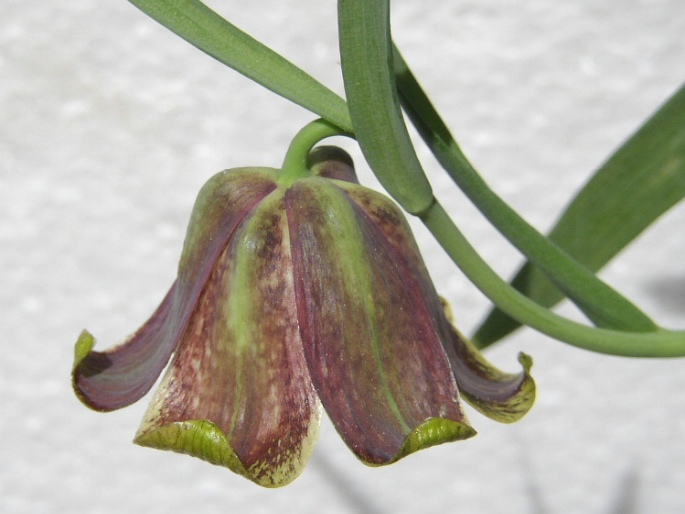 Fritillaria pyrenaica