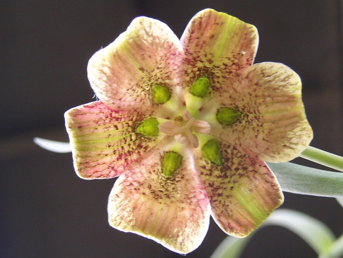 Fritillaria pyrenaica