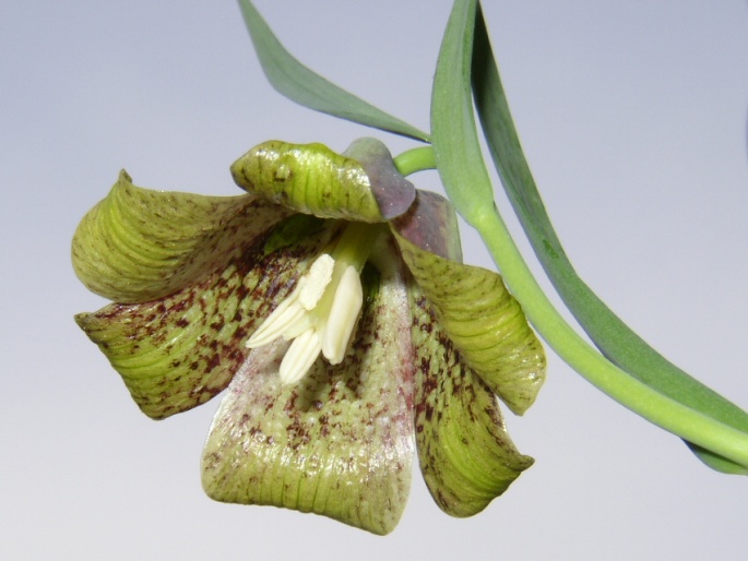 Fritillaria pyrenaica