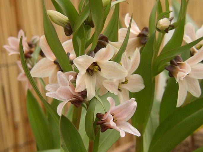 Fritillaria stenanthera (Regel) Regel