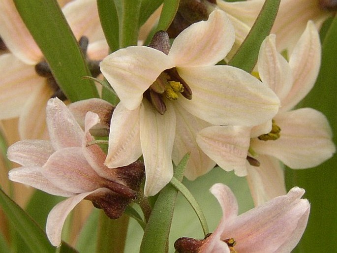 Fritillaria stenanthera