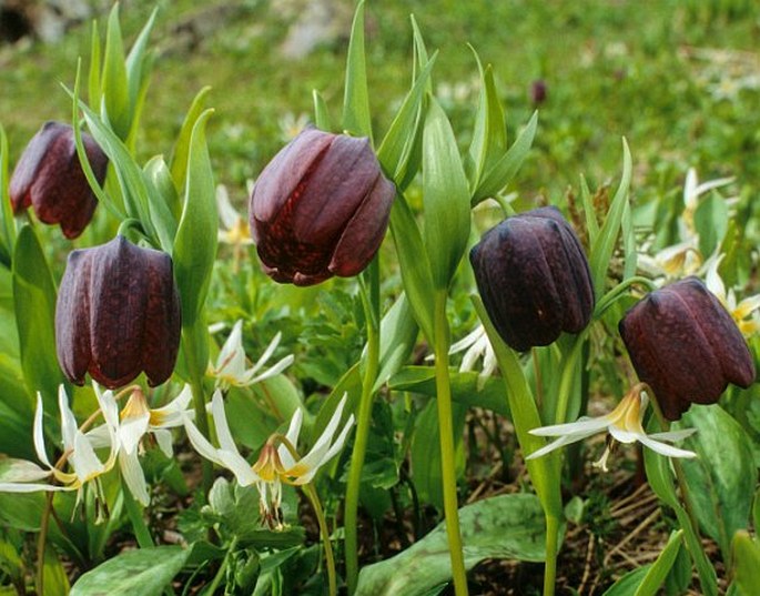 FRITILLARIA LATIFOLIA Willd. – řebčík širokolistý / korunkovka