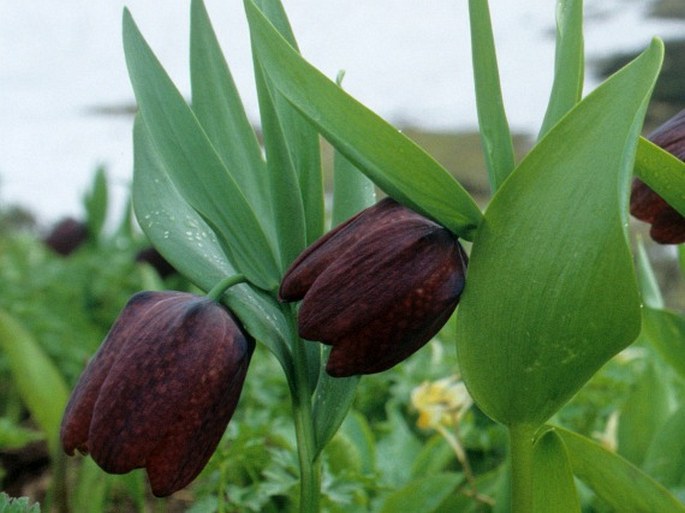 Fritillaria latifolia