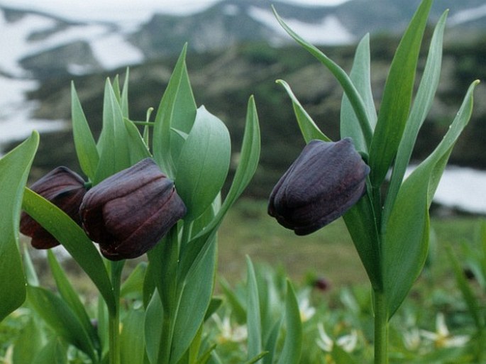 Fritillaria latifolia