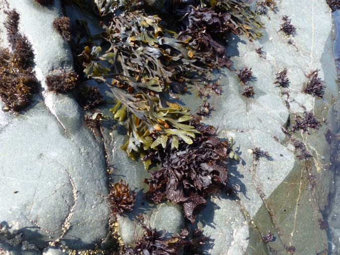 Fucus distichus