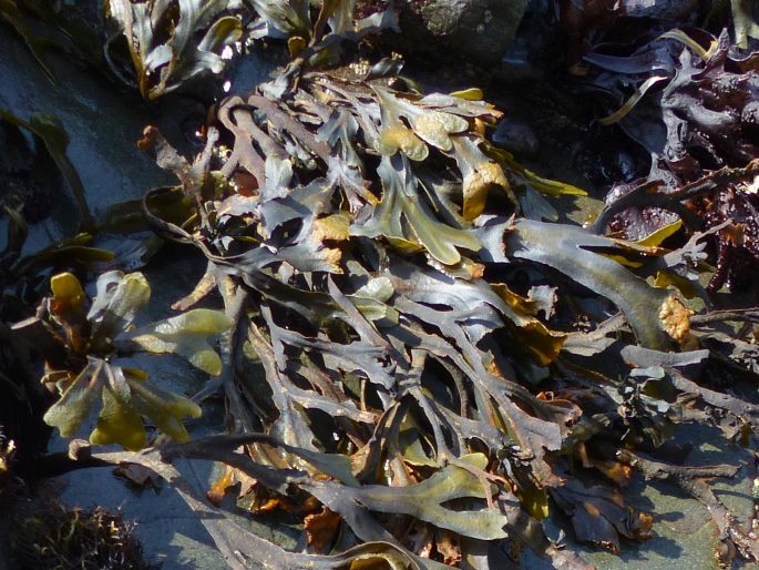 Fucus distichus