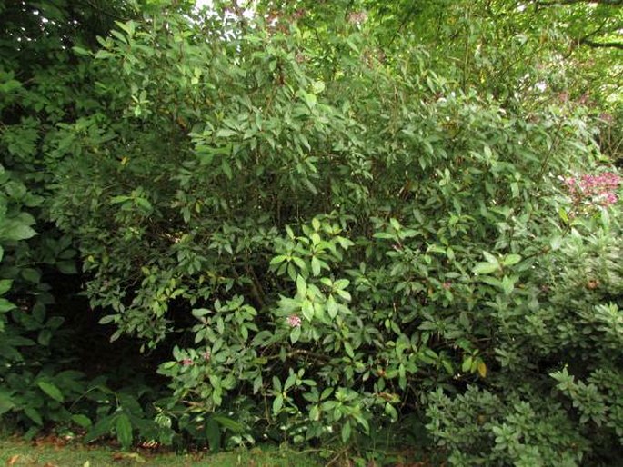 Fuchsia arborescens