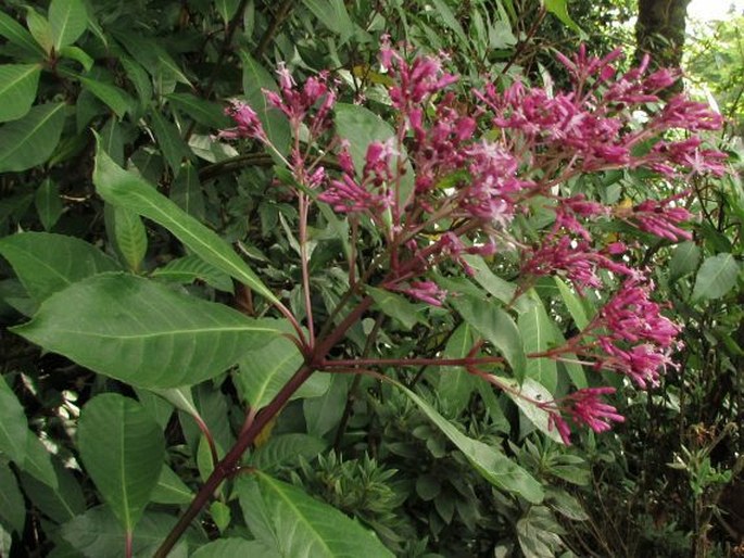 Fuchsia arborescens