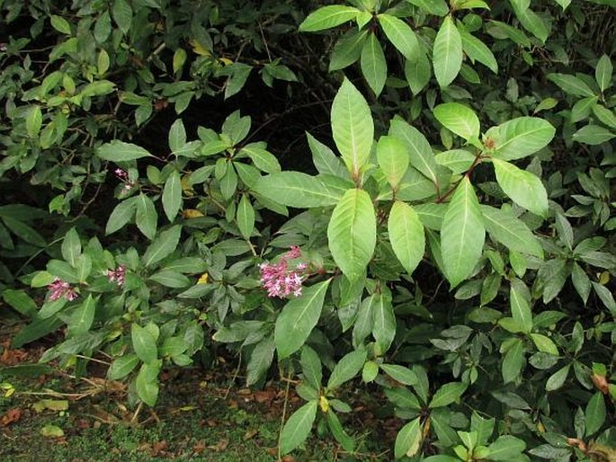 Fuchsia arborescens