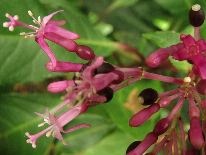 Fuchsia arborescens