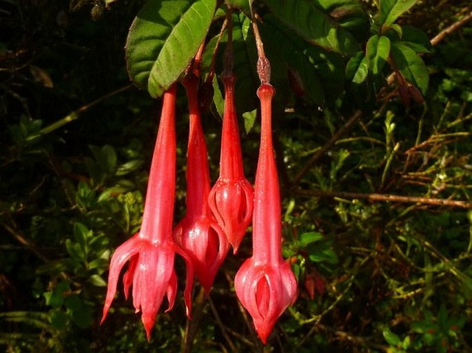 Fuchsia petiolaris