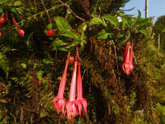 Fuchsia petiolaris