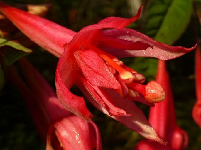 Fuchsia petiolaris