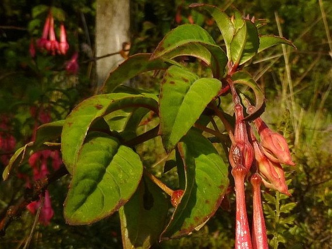 Fuchsia petiolaris