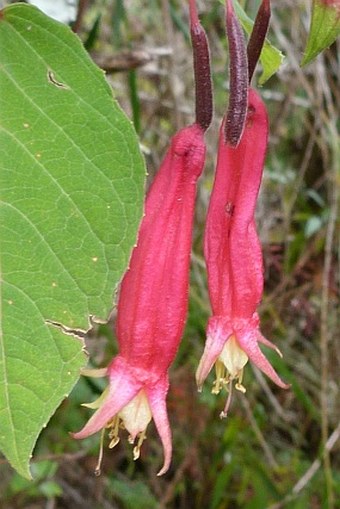 Fuchsia splendens