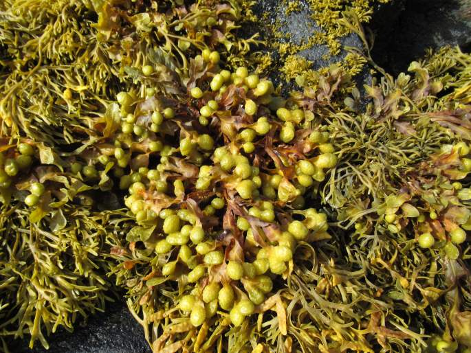 Fucus spiralis