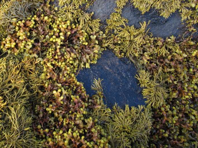 Fucus spiralis