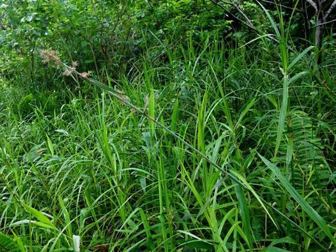 Fuirena umbellata