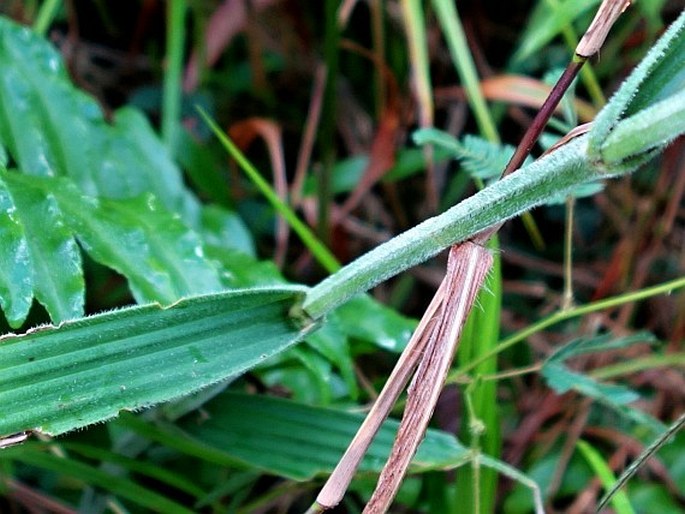 Fuirena umbellata